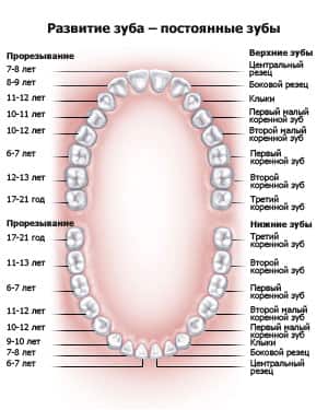 teeth2